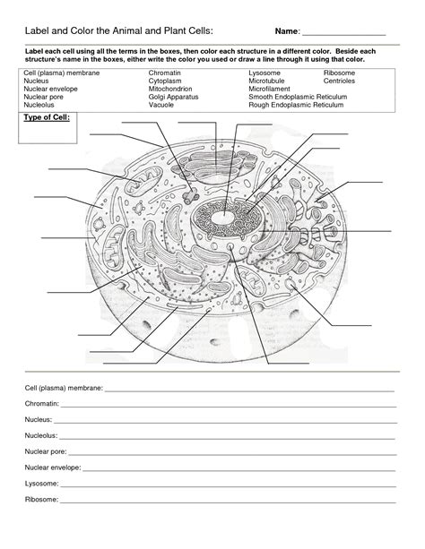 Plant Cell Diagram Worksheet Answers