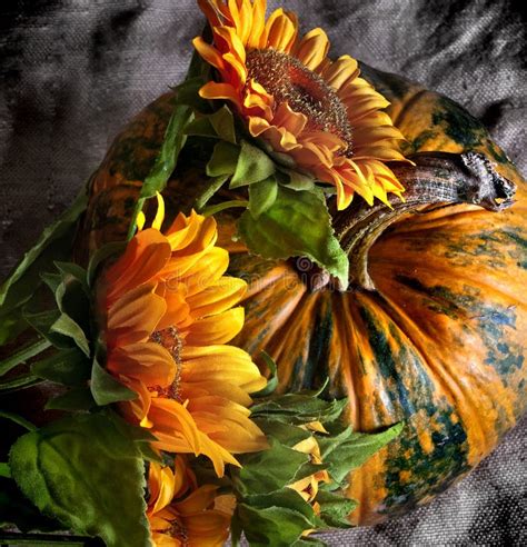 Still Life With Pumpkin And Sunflowers Stock Image - Image of natural, grow: 16554383