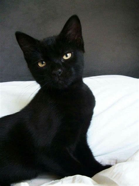 Pin By Lin Kerns On Felinidae Black Cats In Cat Photography