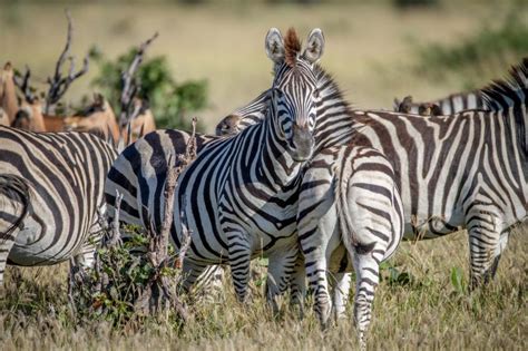 The Marvelous Habitat of Zebras: Discovering Their Natural Wonders