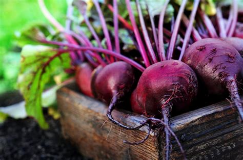 Beterraba Dicas E Benef Cios Deste Alimento Excelente Para A Sa De