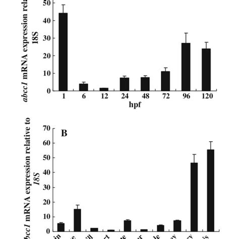 Transcriptional expression of abcc1 gene in developing embryos and... | Download Scientific Diagram