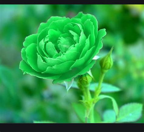 Bright Green Rose Rose Bush Seeds 20 Or 100 Seeds Etsy