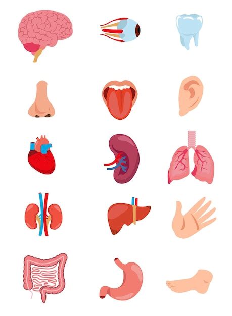 Menschliche Anatomie Inneres Organ Set Mit Gehirn Lunge Darm Herz