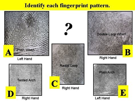 8 Th Grade Forensic Science Fingerprint Principles According