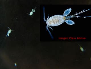 Cyclops, Are these freshwater copepods dangerous in an Aquarium?