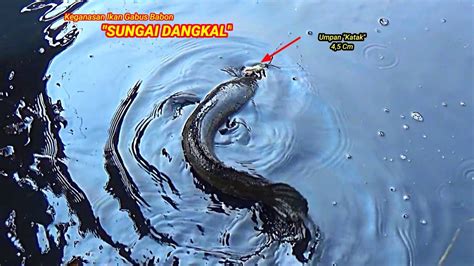 Mancing Ikan Gabus Di Sungai Dangkal Sekali Uncal Langsung Sambar