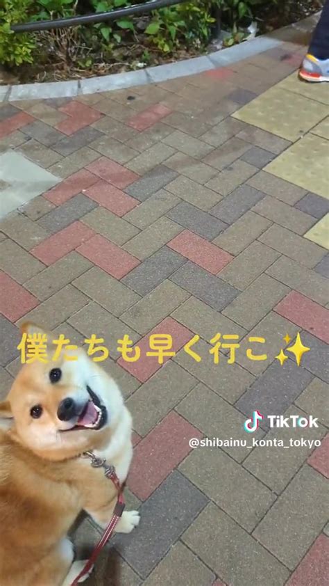 散歩中の柴犬が「お利口すぎる～！」と7万いいねもらった理由は 「どうやったらそんないい子に」と大絶賛の姿が話題 L2406sb