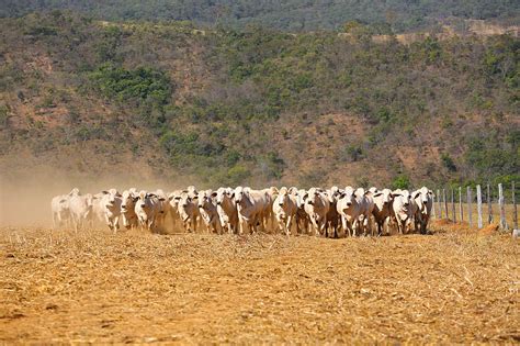 O Maior Segredo Para O Sucesso Na Pecu Ria Agromove