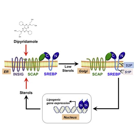 Dipyridamole Inhibits Lipogenic Gene Expression By Retaining SCAP SREBP