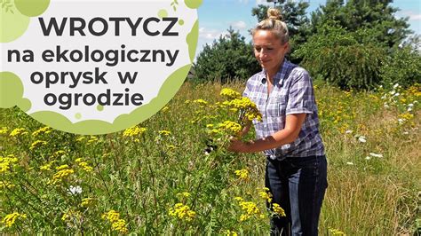 Wrotycz Zastosowanie W Ogrodzie Ekologiczny Oprysk Na Szkodniki