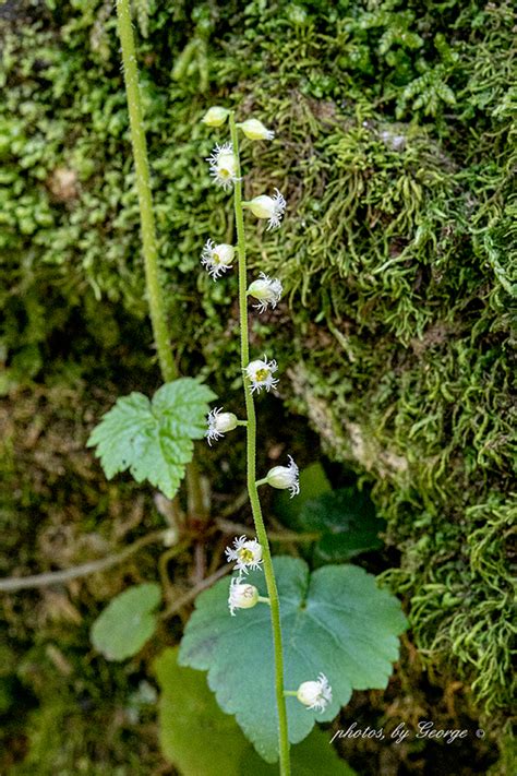 Bishops Cap Mitella Diphylla L What S Blooming Now