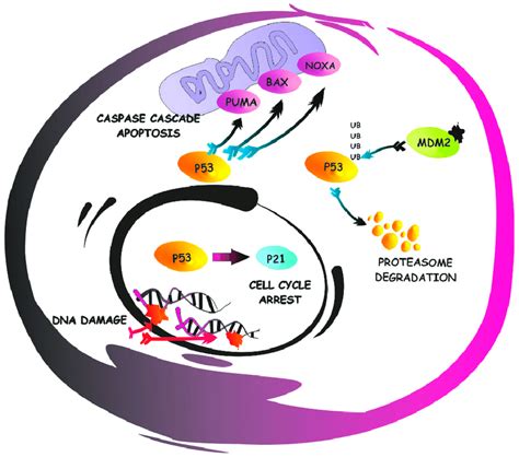 P53 Pathway A Simplified Representation Of The Apoptotic Signaling