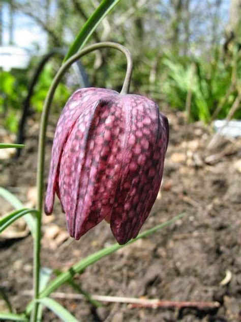 Co Horts Looking Beyond Tulips For Spring Flowering Bulbs