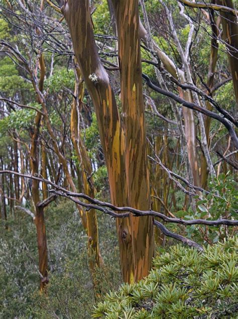 Eucalyptus Subcrenulata Tasmanian Alpine Yellow Gum Seeds Lgafs