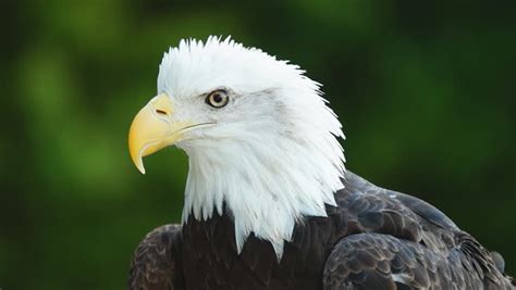 American Bald Eagle (Haliaeetus Leucocephalus) Is The National Bird And ...