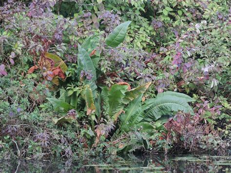 Fluss Ampfer Am Tremser Teich L Beck Fluss Ampfer Rumex Flickr