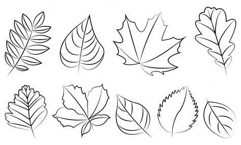 Premium Vector Hand Drawn Leaves Set