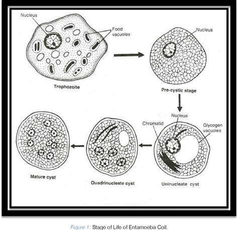 Figure 1 From Entamoeba Coli As A Potent Phagocytic Microorganism Semantic Scholar