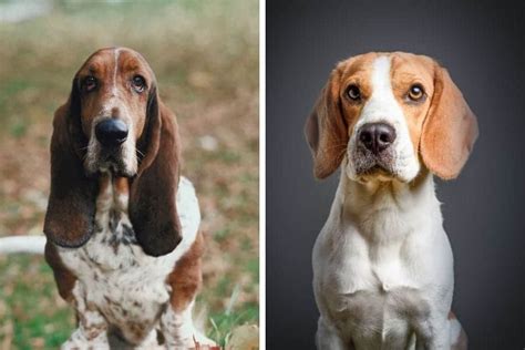 Basset Hound vs Beagle: Pros & Cons of Both Breeds - My Dog's Name