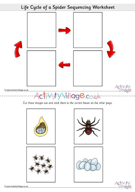 Free insect life cycle worksheet, Download Free insect life cycle ...