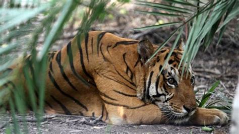 Harimau Di Gunung Dempo Seorang Wisatawan Dikabarkan Diterkam Ini