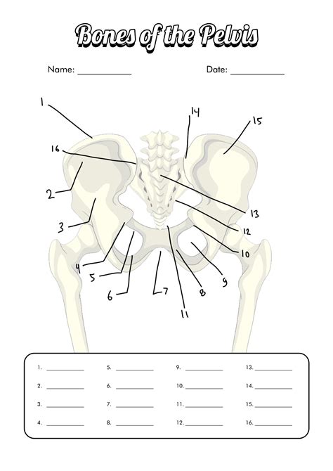 12 Blank Anatomy Worksheets Free Pdf At