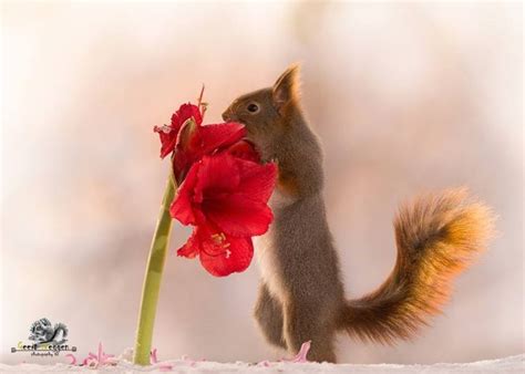 20 Beautiful Photographs Of Squirrels That Will Make You Smile