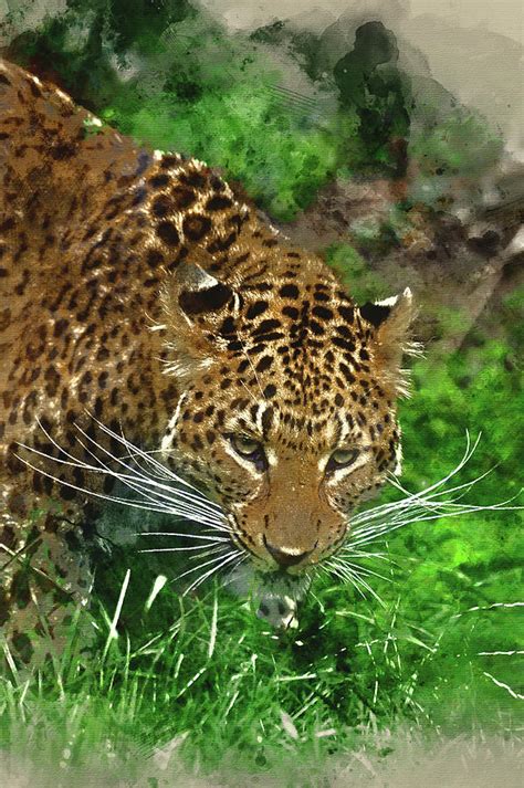 Digital Watercolor Painting Of Beautiful Leopard Panthera Pardus