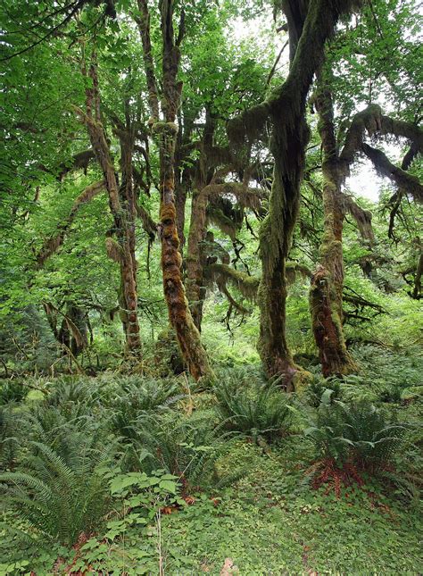 Temperate Rainforest Wikipedia