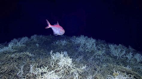 Largest Deep Sea Coral Reef To Date Is Mapped By Scientists Off The US