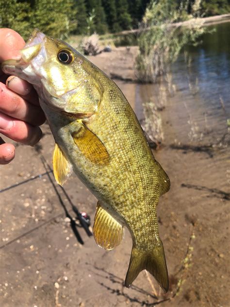 Largemouth Bass Vs Spotted Bass Know The Differences