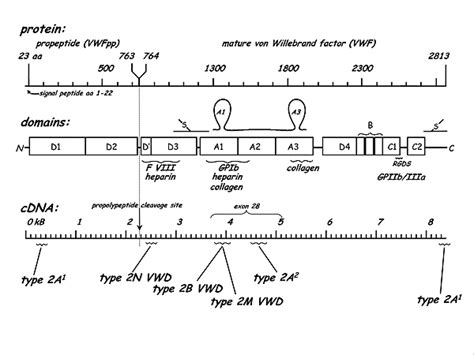 The Diagnosis Evaluation And Management Of Von Willebrand Disease Full Report Nhlbi Nih