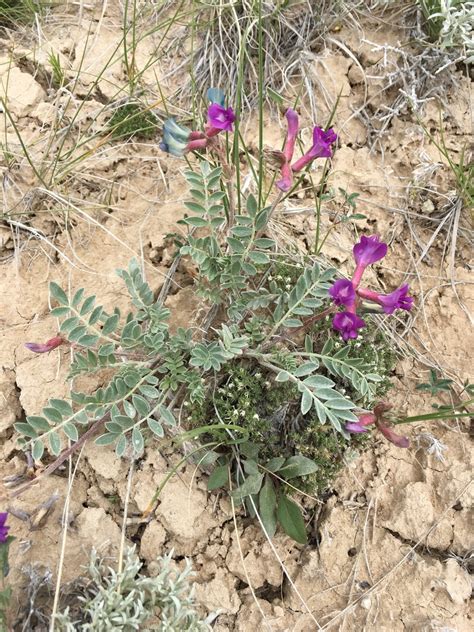 Missouri Milkvetch Plants Of Lone Mesa State Park INaturalist