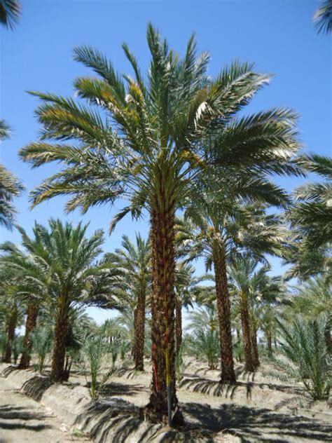 Medjool Date Palm Phoenix Dactylifera Green Pacific