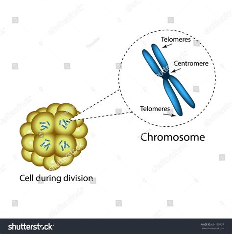 Structure Chromosome Infographics Illustration On Isolated Stock ...