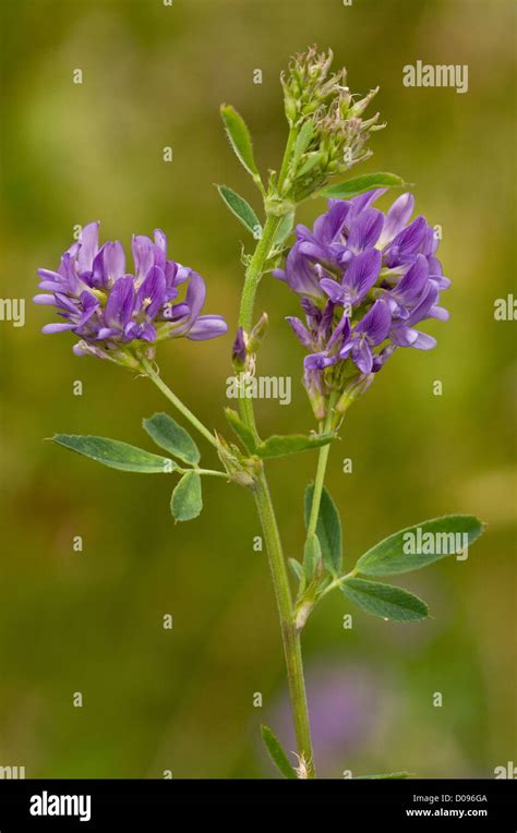 Medicago Sativa Hi Res Stock Photography And Images Alamy