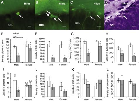 Seasonal And Sex Differences In Cell Proliferation Neurogenesis And Cell Death Within The