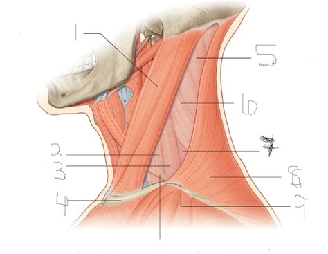 neck muscles and ligaments - ModernHeal.com