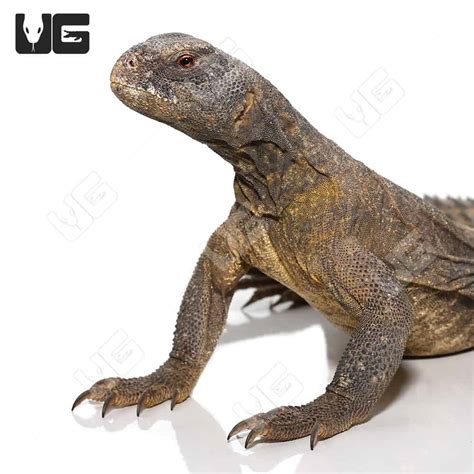 Uromastyx For Sale Underground Reptiles