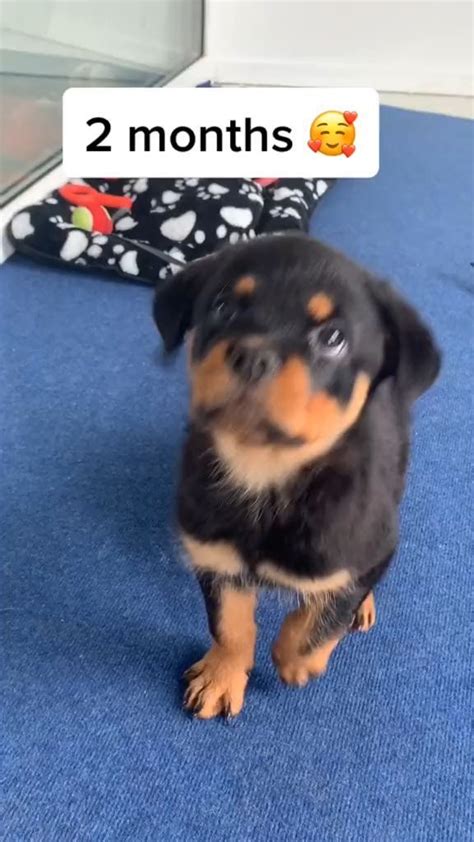 Adorable Rottweiler Puppy Love Cutest Moments Caught On Camera 🐾💕