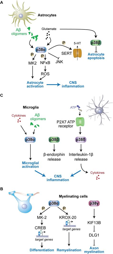 Frontiers Functions Of P38 Map Kinases In The Central Nervous System