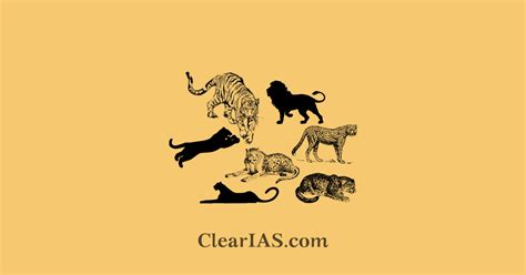 Largest Wild Cat