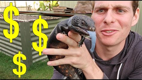 Saving Money Keeping Reptiles Youtube