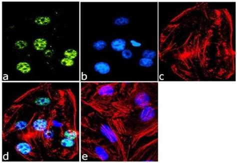 Goat Anti Mouse IgG H L Highly Cross Adsorbed Secondary Antibody