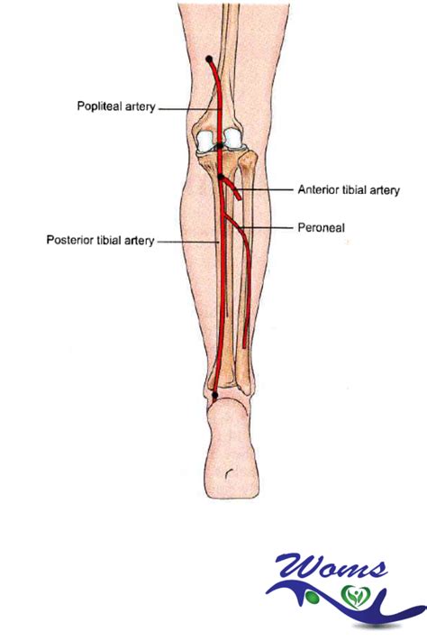 Posterior Tibial Artery Ankle