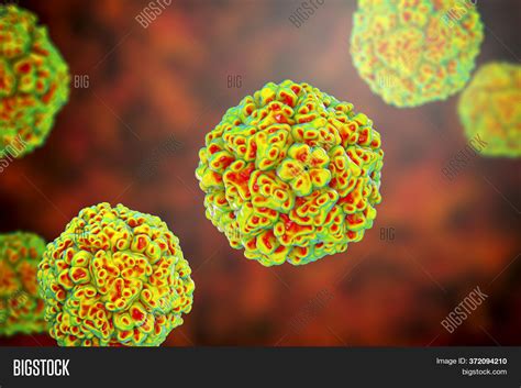 Enteroviruses Group Image And Photo Free Trial Bigstock