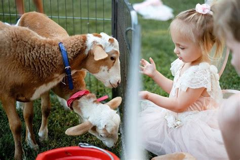 Petting Zoo For Parties And Birthdays Northern And Central Nj New Joy