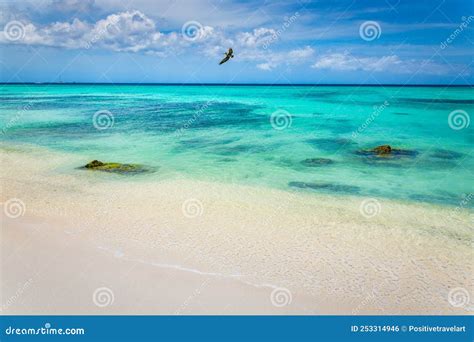 Pelican Flying Over Idyllic Caribbean Beach In Aruba Dutch Antilles