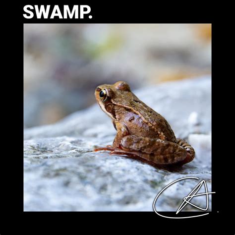 Real Frogs In The Swamp Sounds Album By White Noise For Babies